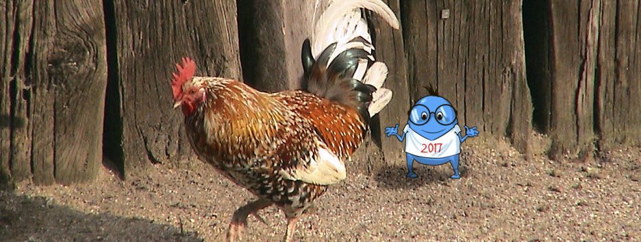 Новогоднее эссе: как прошел год «Жареного Петуха»