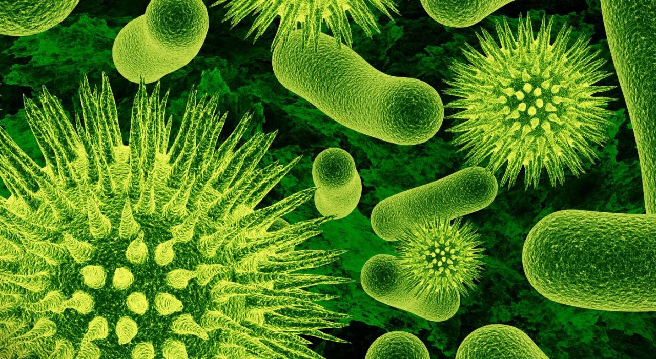 Бактерии-хищники будут охотиться на болезнетворные микроорганизмы
