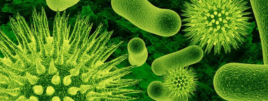 Бактерии-хищники будут охотиться на болезнетворные микроорганизмы