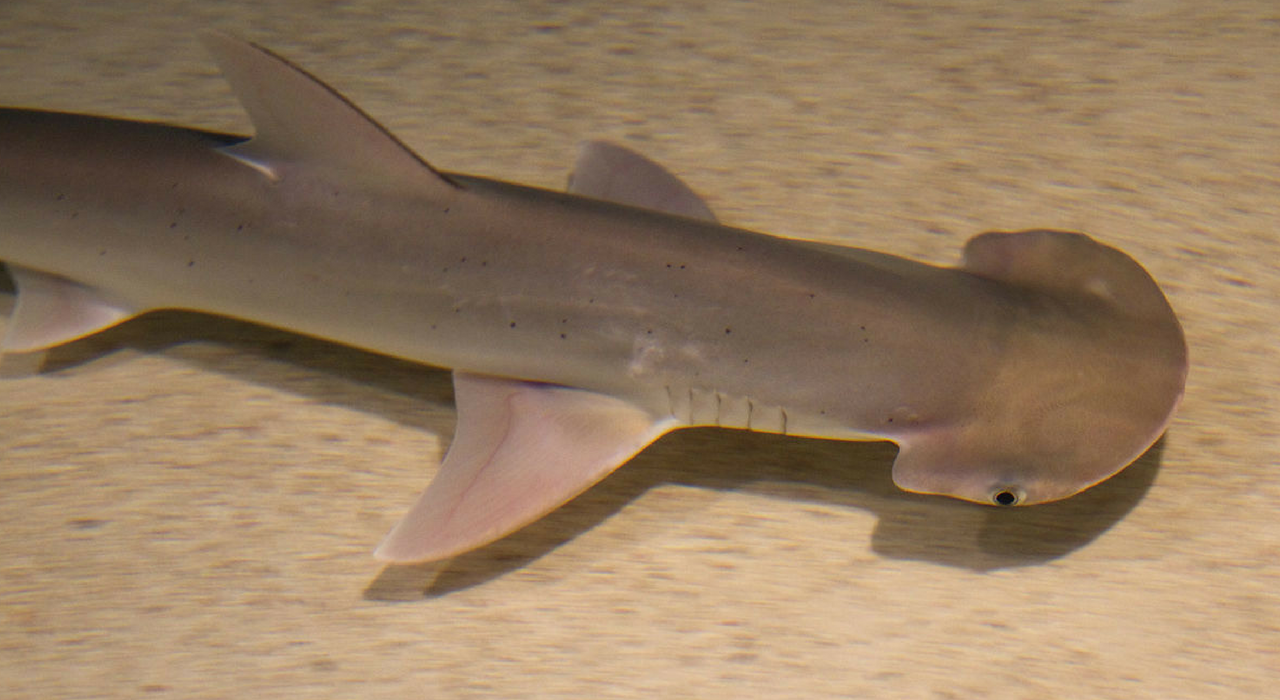 Обнаружена первая акула, которая могла бы стать вегетарианкой (видео)