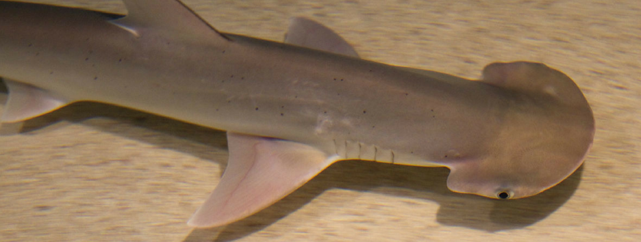 Обнаружена первая акула, которая могла бы стать вегетарианкой (видео)