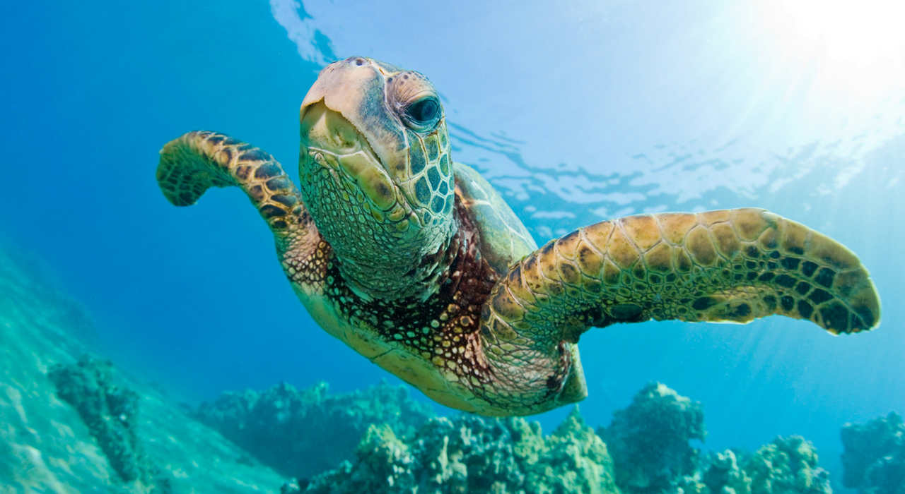 Из-за глобального потепления морским черепахам не хватает самцов