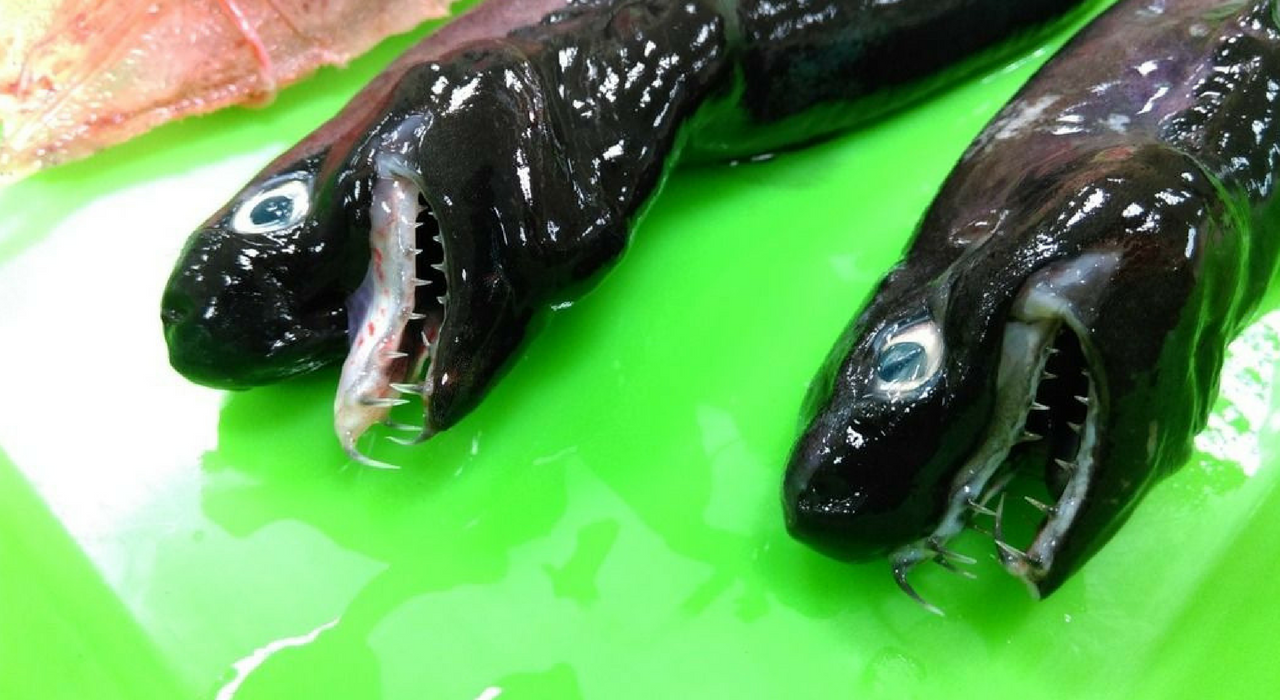 На Тайване выловили редких акул с жуткими выдвигающимися челюстями (фото)