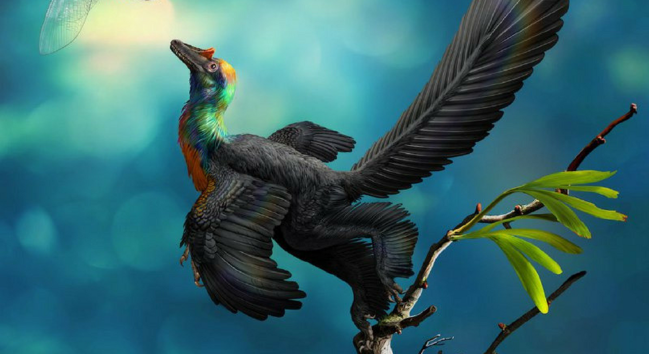 Ученые описали нового динозавра  — с радужными перьями и размером с утку