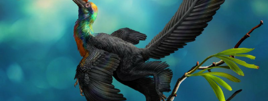 Ученые описали нового динозавра  — с радужными перьями и размером с утку