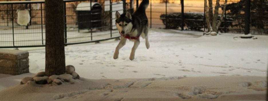 Реакции животных, которые увидели снег в первый раз