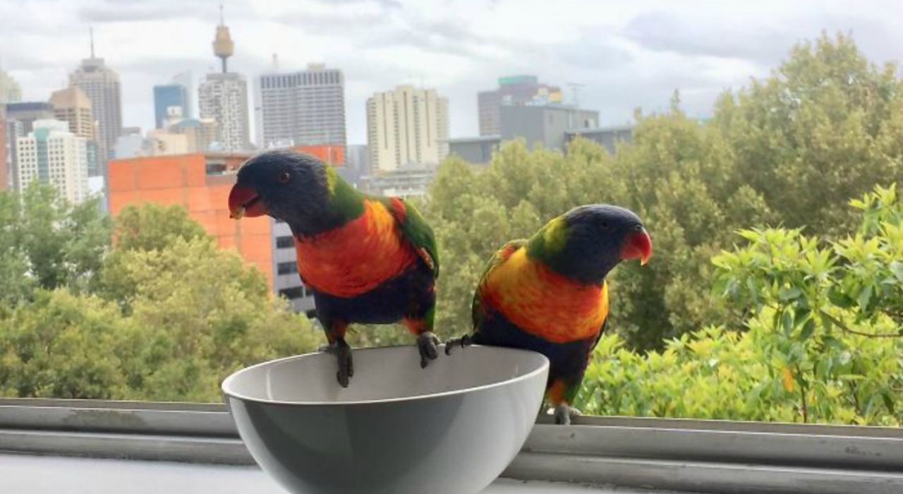 В сети новый тренд: люди делятся фотографиями птиц, ставших незваными гостями