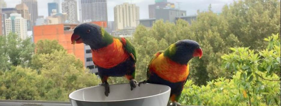 В сети новый тренд: люди делятся фотографиями птиц, ставших незваными гостями