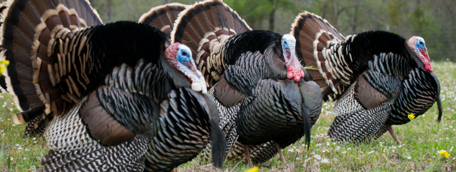 Исследование: индеек одомашнили не для еды, а для поклонения