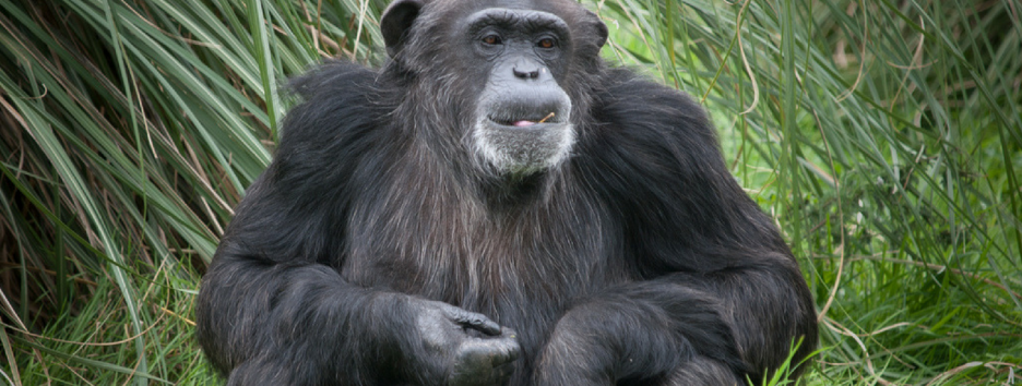 Исследование: сделать из обезьяны человека мог не труд, а дофамин