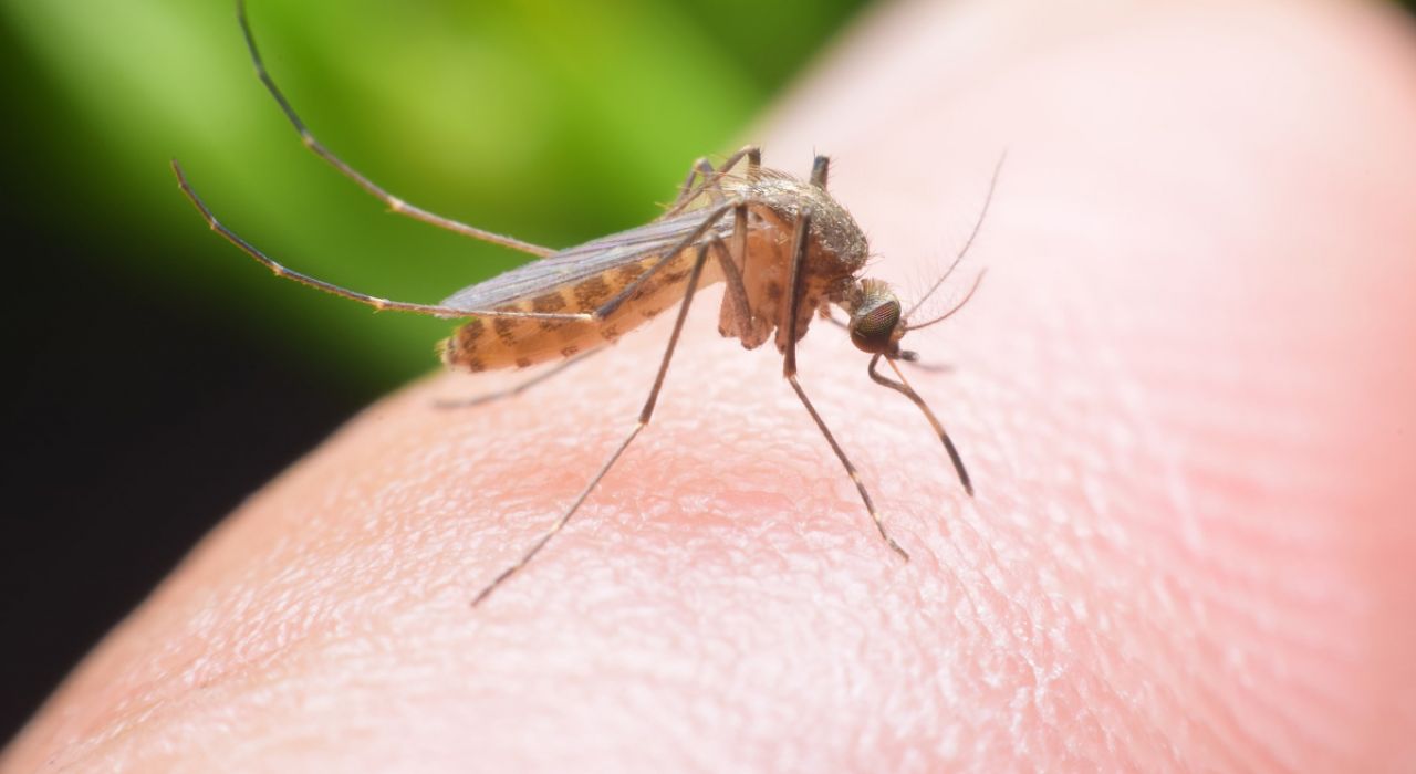 Исследователи обучили комаров бояться смерти и избегать опасных людей