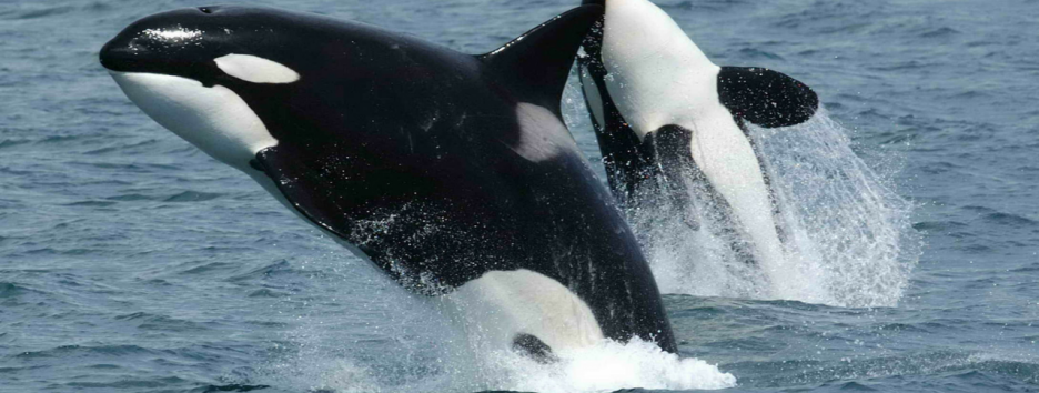 Косатку научили говорить «привет» и «пока»