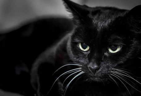 Черных котов не берут из приюта, так как они плохо получаются на селфи