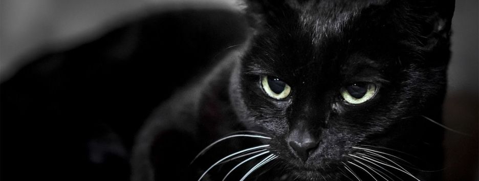 Черных котов не берут из приюта, так как они плохо получаются на селфи