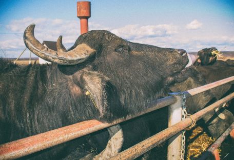Возрождение легенды: как карпатский буйвол стал туристической «изюминкой» Закарпатья