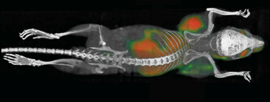 Инъекция помогла иммунной системе уничтожить раковые опухоли у мышей. Люди на очереди
