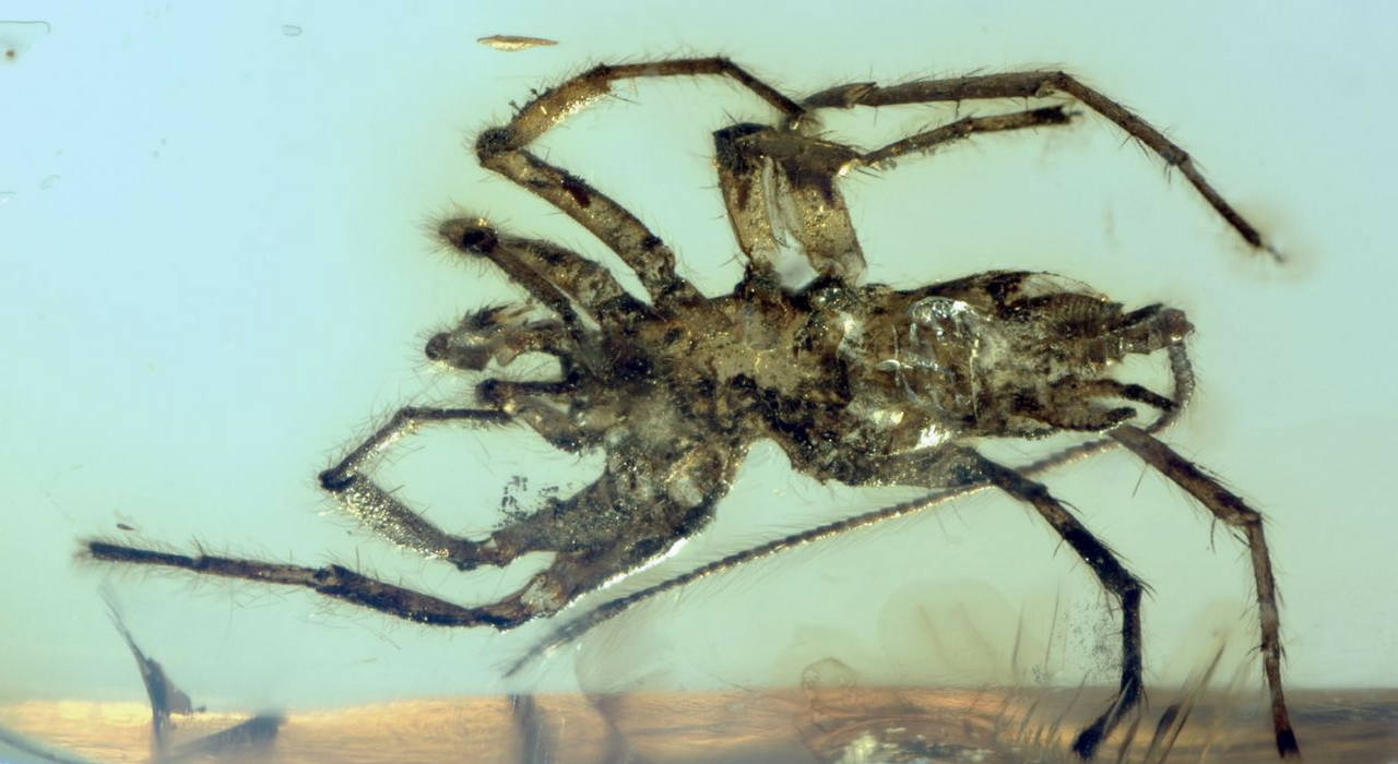 В янтаре нашли хвостатых паукообразных, живших 100 млн лет назад