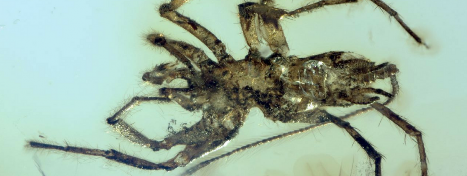 В янтаре нашли хвостатых паукообразных, живших 100 млн лет назад