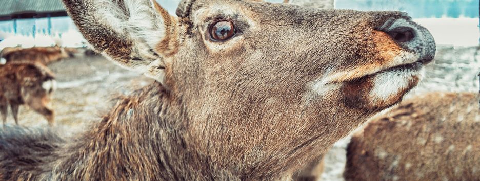 Лечебные рога и брачные игры: как живут пятнистые олени на Закарпатье (фото)