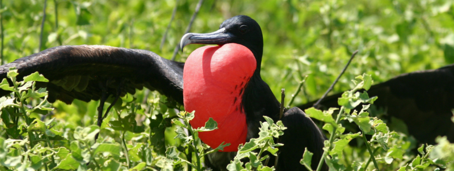 Дикая романтика: самые странные брачные привычки животных