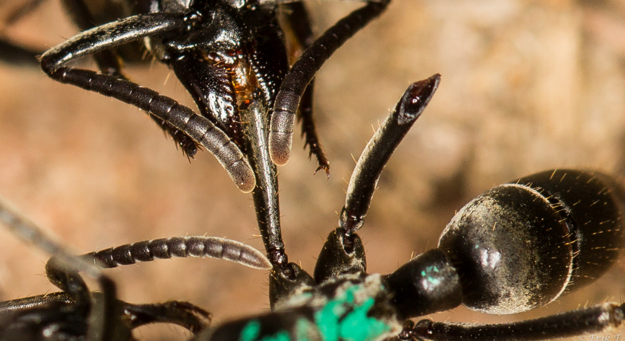 Африканских муравьев застали за лечением раненных собратьев