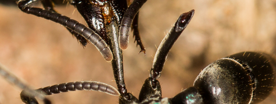 Африканских муравьев застали за лечением раненных собратьев