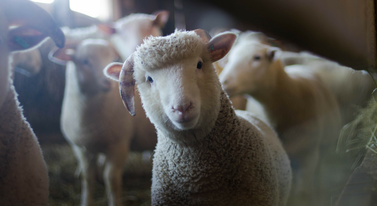 СМИ пишут о создании химеры человека и овцы. Что это означает?
