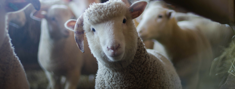 СМИ пишут о создании химеры человека и овцы. Что это означает?