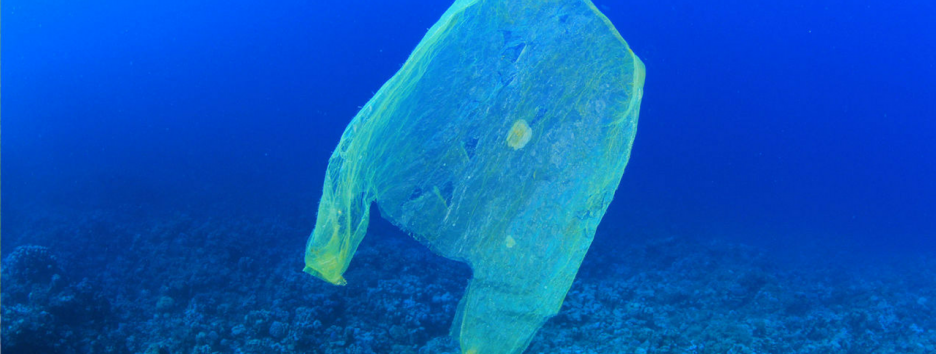 Даже глубоководные рыбы не защищены от токсичного микропластика — ученые