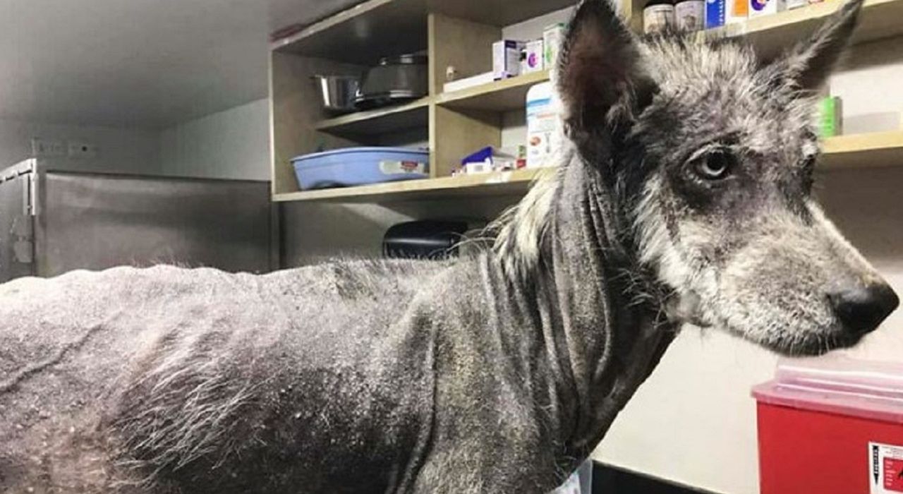 Спасенная собака хаски кардинально изменилась за 8 месяцев