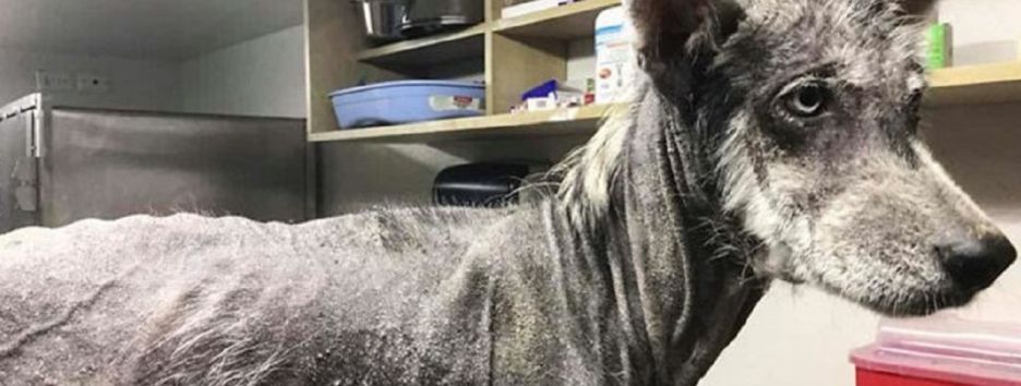 Спасенная собака хаски кардинально изменилась за 8 месяцев