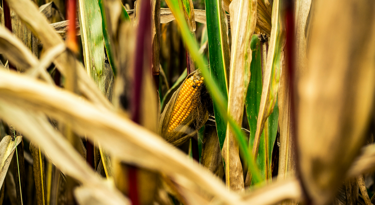 Генетически модифицированная кукуруза оказалась полезной для животных и людей