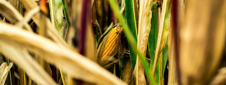 Генетически модифицированная кукуруза оказалась полезной для животных и людей