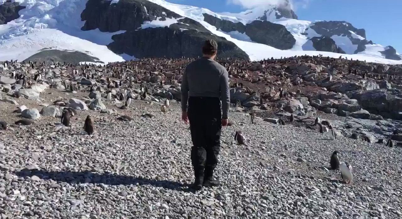 Дэвид Харбор из Stranger Things станцевал с пингвинами в Антарктике