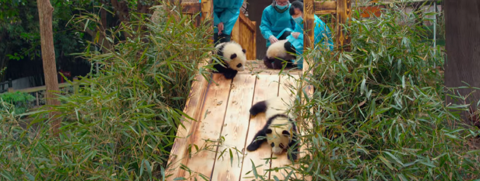 Вышел трейлер документалки о животных, которую сняли на IMAX-камеры