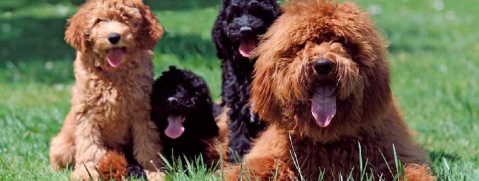 Американка создает смешные коллажи, сравнивая щенков с булочками