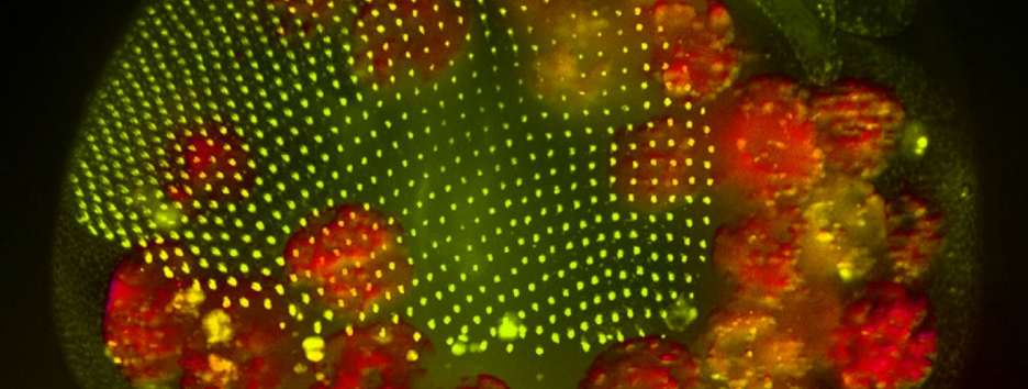 Как жировые клетки помогают в заживлении ран