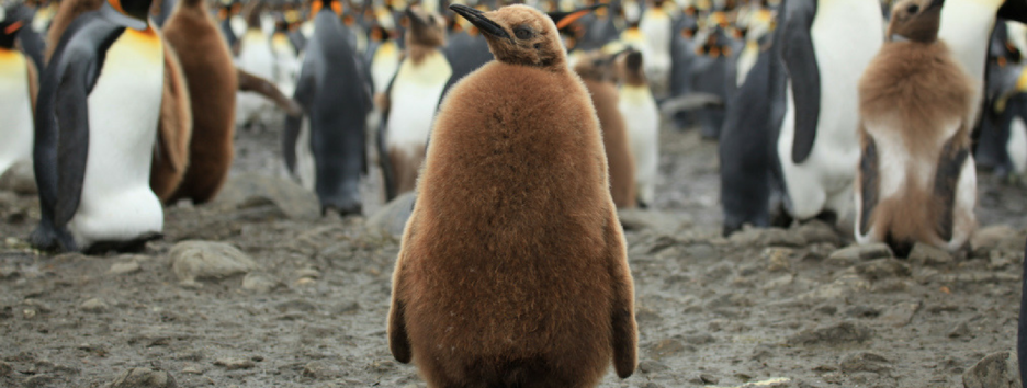 Глобальное потепление может сделать королевских пингвинов скитальцами