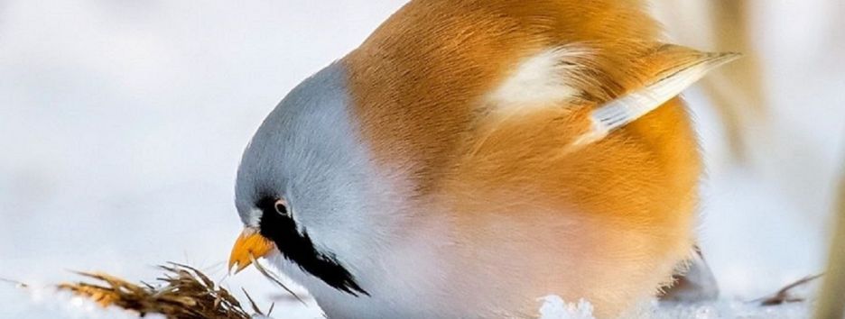 Финский фотограф снимает реальную жизнь Angry Birds