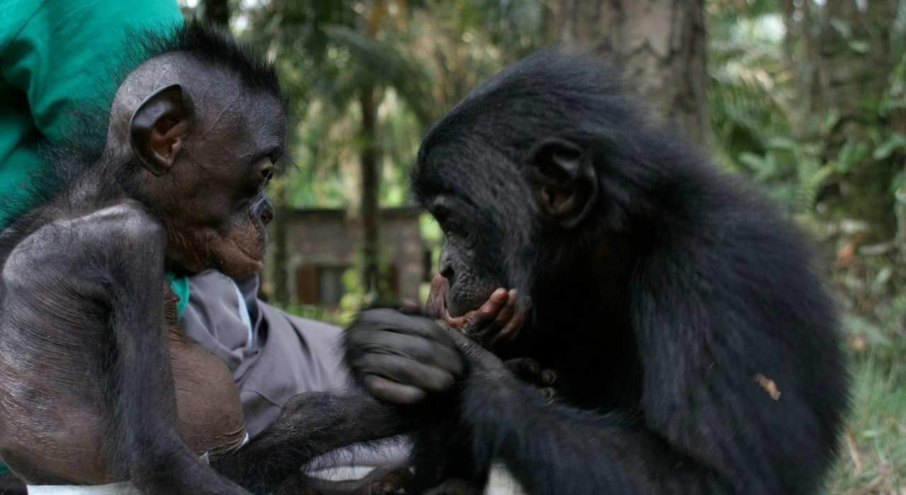 Шимпанзе, бонобо и даже люди могут понимать общий древний язык тела