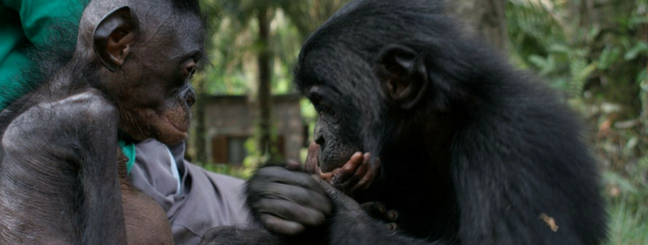 Шимпанзе, бонобо и даже люди могут понимать общий древний язык тела