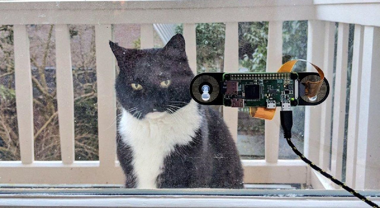 Голландский разработчик создал систему распознавания морды своего кота