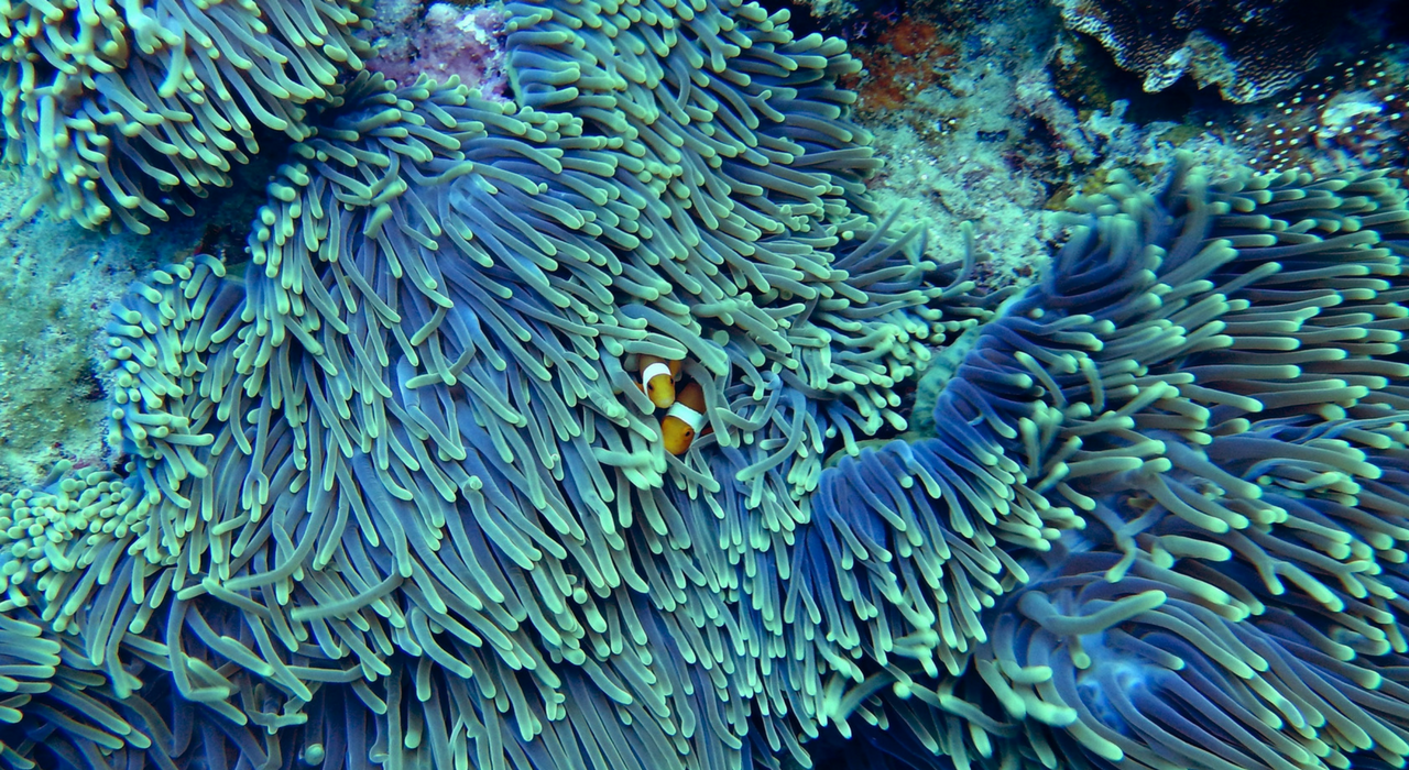 Ученые рассказали, к чему приведет гибель коралловых рифов