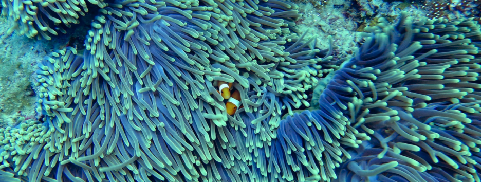 Ученые рассказали, к чему приведет гибель коралловых рифов