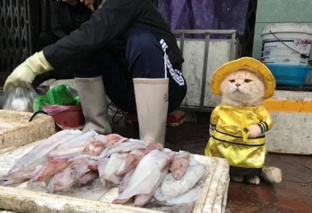 Самый милый кот - продавец рыбы во Вьетнаме покоряет сеть