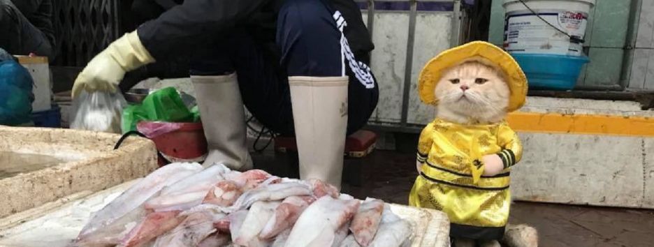 Самый милый кот - продавец рыбы во Вьетнаме покоряет сеть