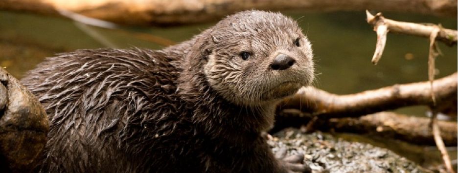 Американские зоопарки начали публиковать отзывы о своих животных