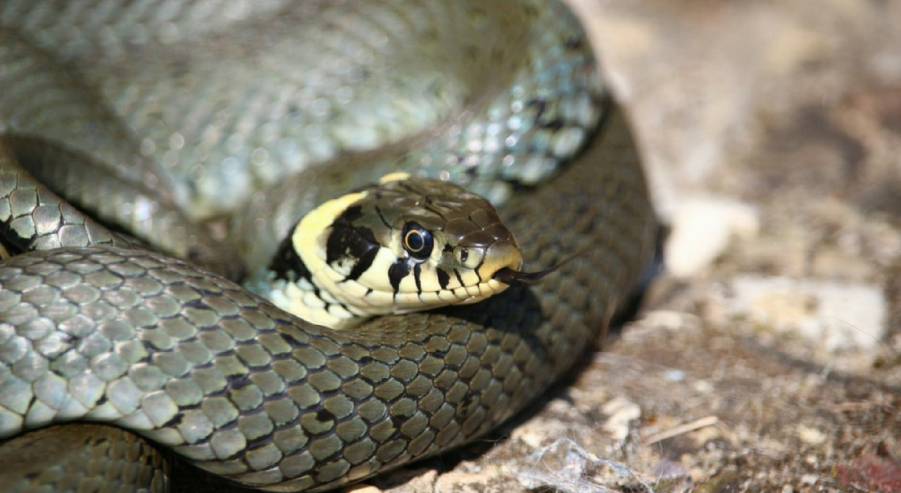 Из яда гремучей змеи могут сделать антибиотик