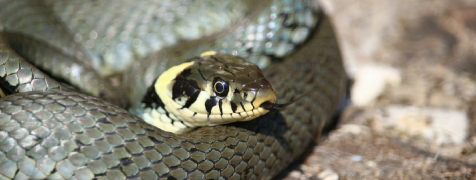 Из яда гремучей змеи могут сделать антибиотик