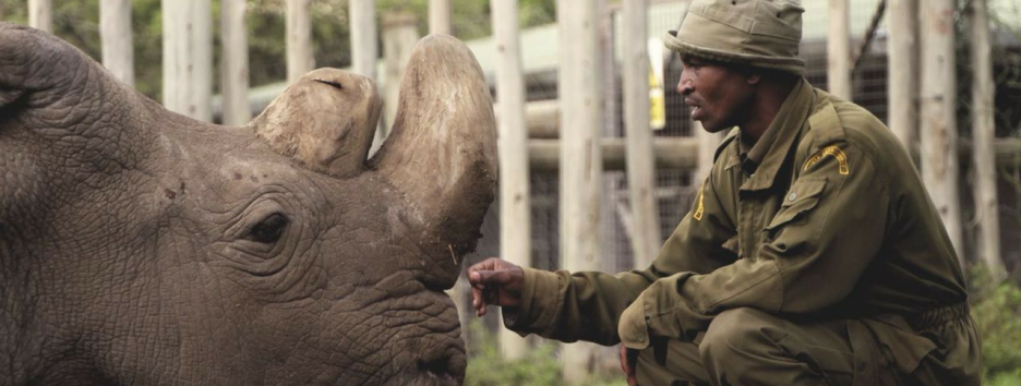Умер последний самец северных белых носорогов